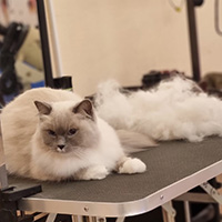 кошка03